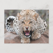 Growl Leopard Fierce Face Postkarte (Vorderseite)