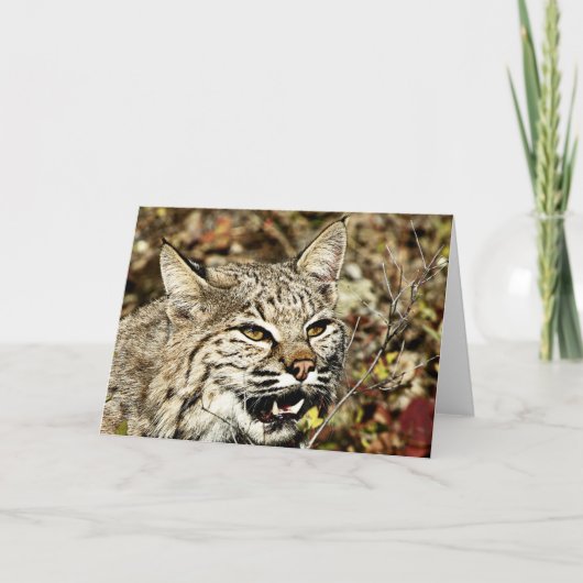 Growling Bobcat Karte (Vorderseite)