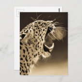 Growling Leopard Postkarte (Vorne/Hinten)