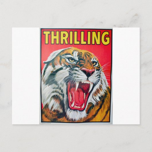 Growling Tiger Postkarte (Vorderseite)