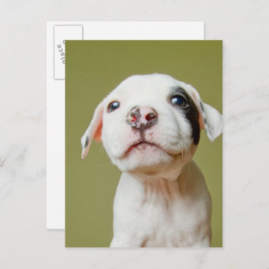 Grubenbulle mit Gepunktetem schwarzen Auge Postkarte (Vorne/Hinten)