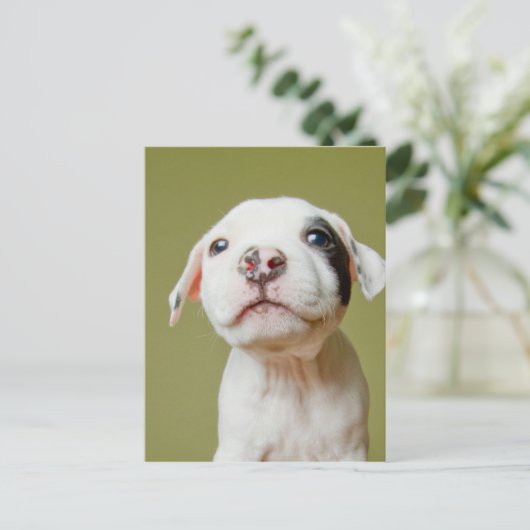 Grubenbulle mit Gepunktetem schwarzen Auge Postkarte (Stehend Vorderseite)