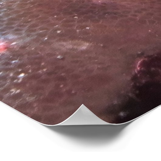 Grubfisch Poster (Ecke)