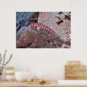 Grubfisch Poster (Küche)