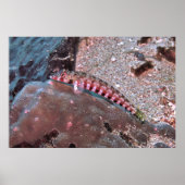 Grubfisch Poster (Vorne)