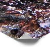 Grubfish Pair Poster (Ecke)