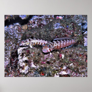 Grubfish Pair Poster