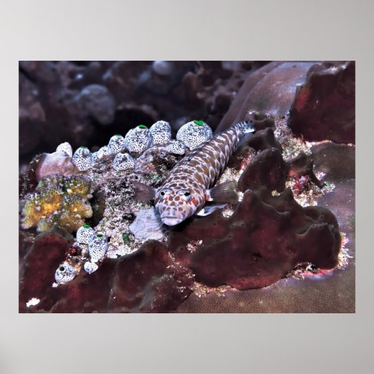 Grubfish Portrait Poster (Vorne)