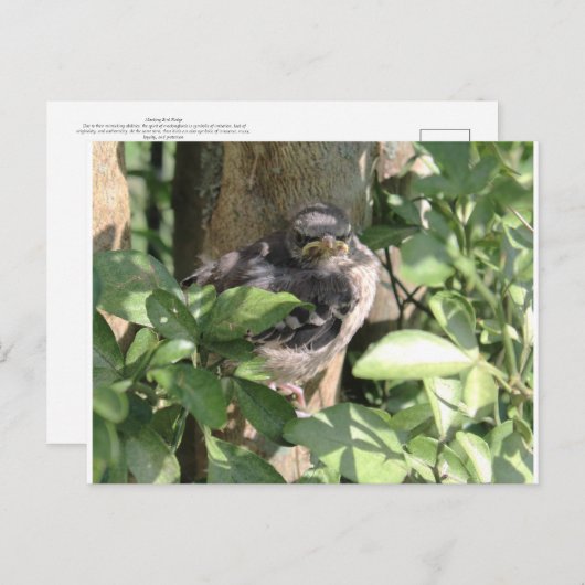 Grumpy Bird Postcard Postkarte (Vorne/Hinten)