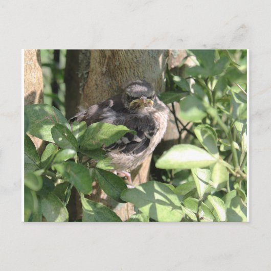 Grumpy Bird Postcard Postkarte (Vorderseite)