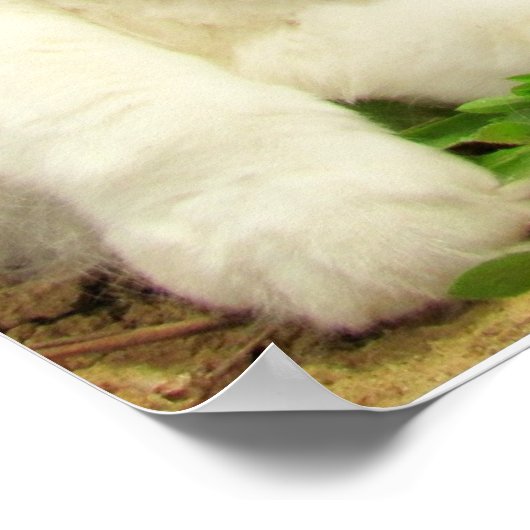 Grumpy Calico Cat Drama Sarcasm Poster (Ecke)