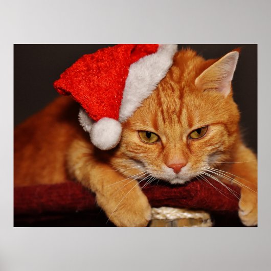 Grumpy Cat in einem roten Weihnachtsmann-Hut Poste Poster (Vorne)