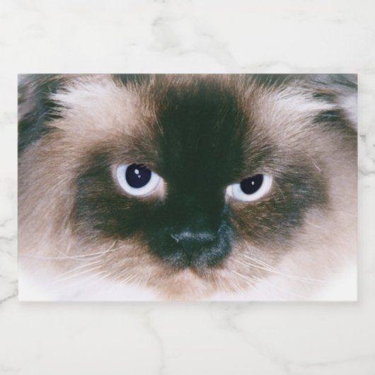Grumpy Cat Schaumweinetikett (Einzelnes Label)