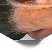 Grumpy Cat Sunflower Poster (Ecke)