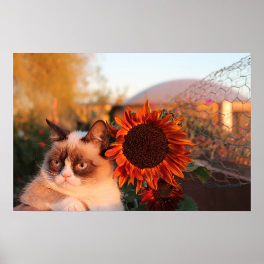 Grumpy Cat Sunflower Poster (Vorne)