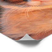 Grumpy Cat Sunflower Poster (Ecke)