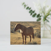 Grumpy Chestnut Postkarte (Stehend Vorderseite)