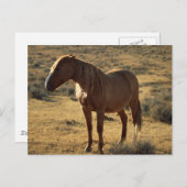 Grumpy Chestnut Postkarte (Vorne/Hinten)