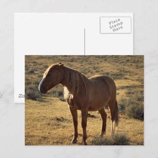 Grumpy Chestnut Postkarte (Vorne/Hinten)