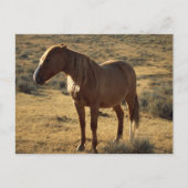 Grumpy Chestnut Postkarte (Vorderseite)