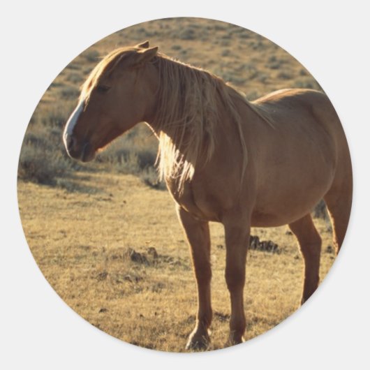 Grumpy Chestnut Runder Aufkleber (Vorderseite)