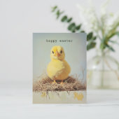 Grumpy Chick in Nest Postkarte (Stehend Vorderseite)