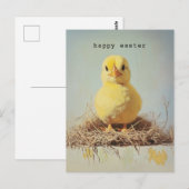Grumpy Chick in Nest Postkarte (Vorne/Hinten)