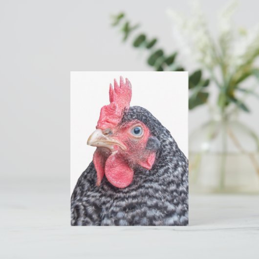 Grumpy Chicken Funny Frowning Hen Foto Postkarte (Stehend Vorderseite)