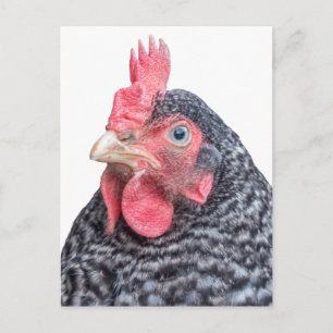 Grumpy Chicken Funny Frowning Hen Foto Postkarte