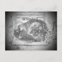 Grumpy Engel auf einer Laptop Lap Katze?