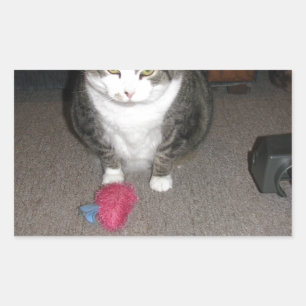 Grumpy Fat Cat ist nicht amüsiert Rechteckiger Aufkleber