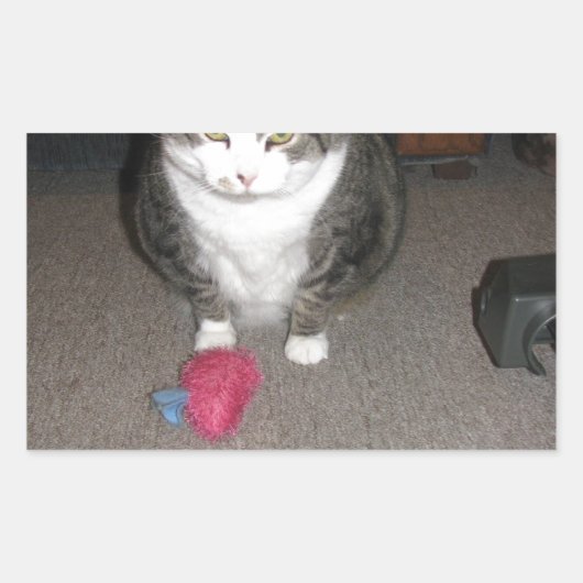 Grumpy Fat Cat ist nicht amüsiert Rechteckiger Aufkleber (Vorderseite)