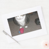 Grumpy Fat Cat ist nicht amüsiert Rechteckiger Aufkleber (Umschlag)