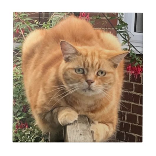 Grumpy Ginger Cat Fliese (Vorderseite)
