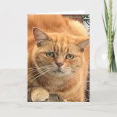 Grumpy Ginger Cat Karte (Vorderseite)