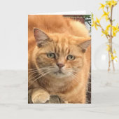 Grumpy Ginger Cat Karte (Gelbe Blume)