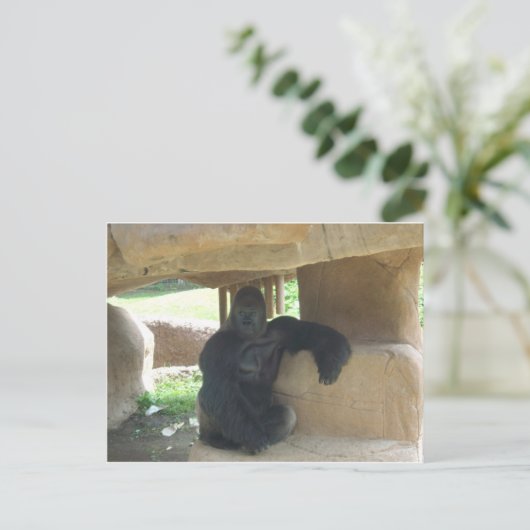 Grumpy Gorilla Postkarte (Stehend Vorderseite)