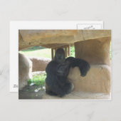Grumpy Gorilla Postkarte (Vorne/Hinten)