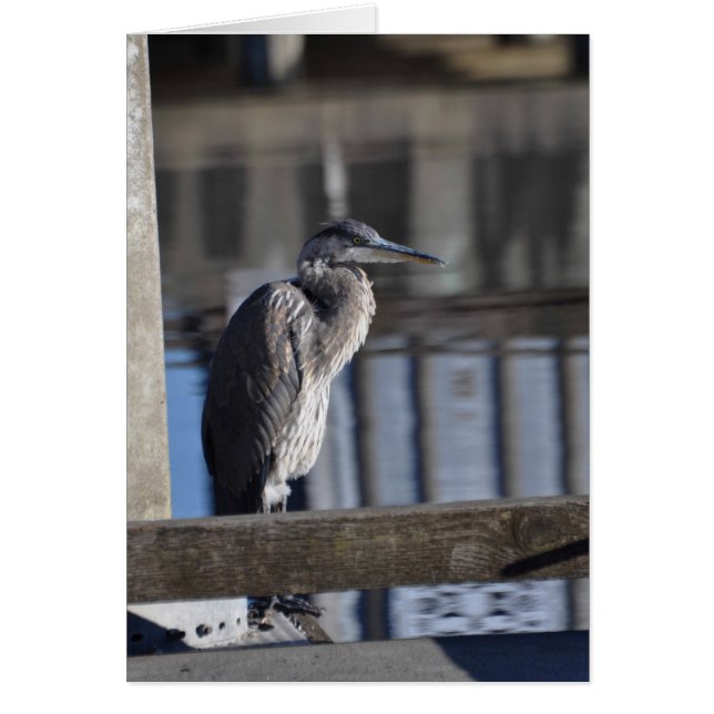 Grumpy Great Blue Heron (Vorne)
