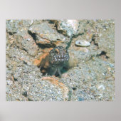 Grumpy Jawfish Poster (Vorne)