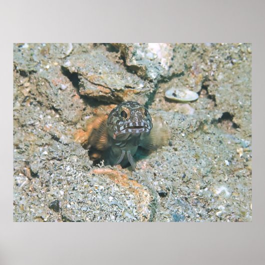 Grumpy Jawfish Poster (Vorne)