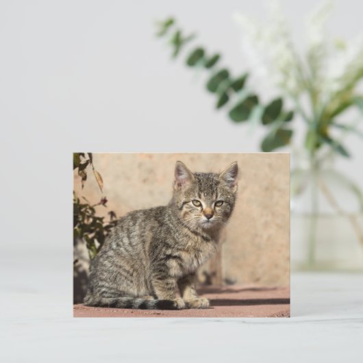 Grumpy Kitten Postkarte (Stehend Vorderseite)