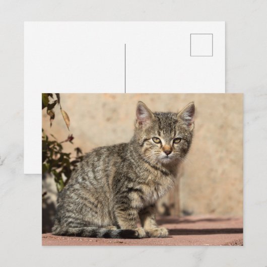 Grumpy Kitten Postkarte (Vorne/Hinten)