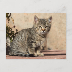 Grumpy Kitten Postkarte