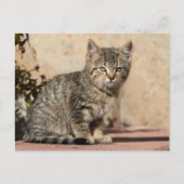 Grumpy Kitten Postkarte (Vorderseite)