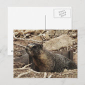 Grumpy Marmot Postkarte (Vorne/Hinten)