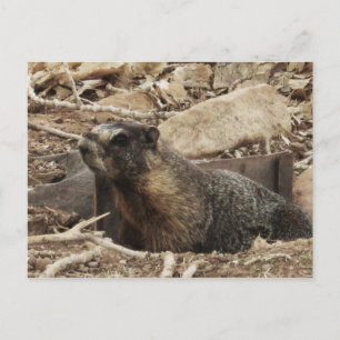 Grumpy Marmot Postkarte
