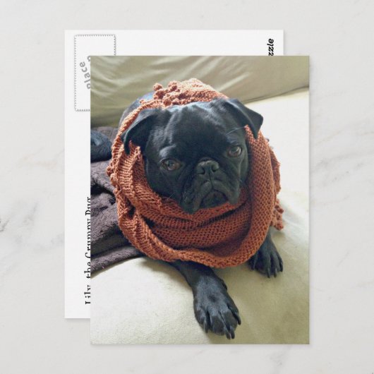 Grumpy Pug Postkarte (Vorne/Hinten)