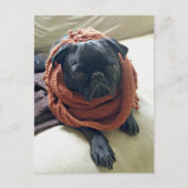 Grumpy Pug Postkarte (Vorderseite)