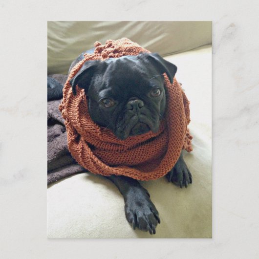 Grumpy Pug Postkarte (Vorderseite)